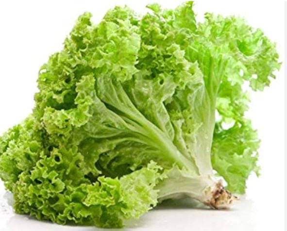 Leaf-Lettuce leaf - salad patta